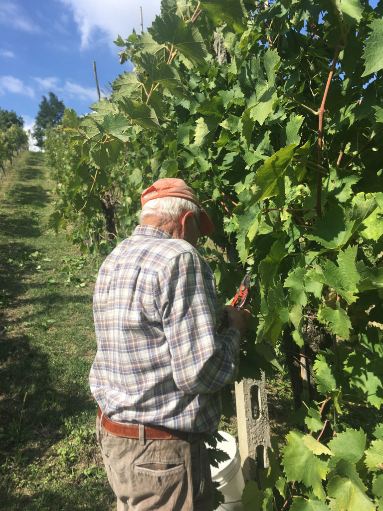 Antonio, vigna e potatura