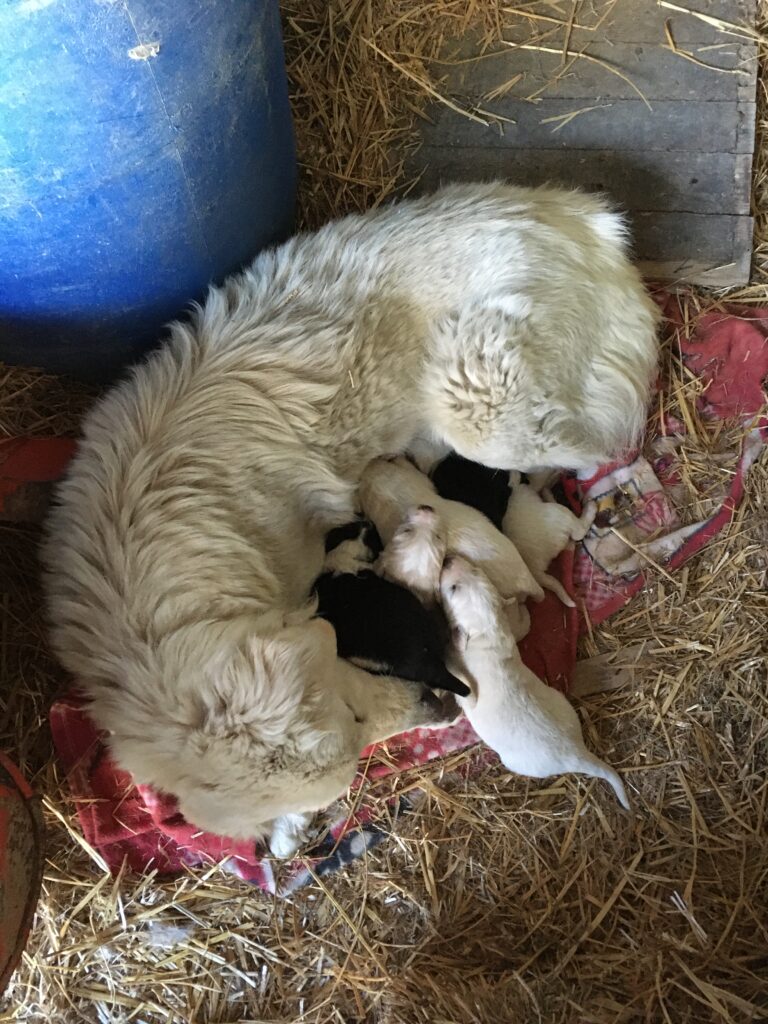 Nuvola e cucciolata